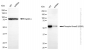 KD-Validated Anti-Phospho-Smad2 (S250) Rabbit Monoclonal Antibody