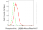 KD-Validated Anti-Phospho-Chk1 (S280) Rabbit Monoclonal Antibody