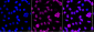 KD-Validated Anti-Phospho-Chk1 (S280) Rabbit Monoclonal Antibody