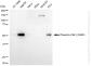 KD-Validated Anti-Phospho-Chk1 (S280) Rabbit Monoclonal Antibody