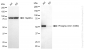KD-Validated Anti-Phospho-Chk1 (S280) Rabbit Monoclonal Antibody