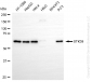 KD-Validated Anti-Serine/Threonine Kinase 39 Rabbit Monoclonal Antibody