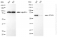 KD-Validated Anti-Serine/Threonine Kinase 39 Rabbit Monoclonal Antibody