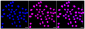 KD-Validated Anti-SMARCC1 Rabbit Monoclonal Antibody