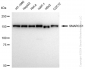 KD-Validated Anti-SMARCC1 Rabbit Monoclonal Antibody
