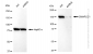 KD-Validated Anti-SMARCC1 Rabbit Monoclonal Antibody