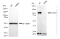 KD-Validated Anti-Sortilin 1 Rabbit Monoclonal Antibody
