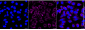 KD-Validated Anti-Myosin XIX Rabbit Monoclonal Antibody