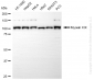 KD-Validated Anti-Myosin XIX Rabbit Monoclonal Antibody