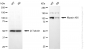 KD-Validated Anti-Myosin XIX Rabbit Monoclonal Antibody