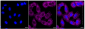 KD-Validated Anti-SPINK5 Rabbit Monoclonal Antibody