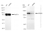 KD-Validated Anti-SPINK5 Rabbit Monoclonal Antibody