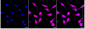 KD-Validated Anti-STAT1 Rabbit Monoclonal Antibody