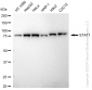 KD-Validated Anti-STAT1 Rabbit Monoclonal Antibody