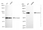 KD-Validated Anti-STAT1 Rabbit Monoclonal Antibody
