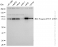 KD-Validated Anti-Phospho-STAT1 (S727) Rabbit Monoclonal Antibody