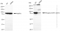 KD-Validated Anti-Phospho-STAT1 (S727) Rabbit Monoclonal Antibody