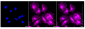 KD-Validated Anti-STAT1 Rabbit Monoclonal Antibody