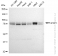 KD-Validated Anti-STAT1 Rabbit Monoclonal Antibody