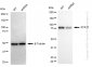 KD-Validated Anti-STAT1 Rabbit Monoclonal Antibody