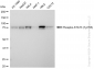 KD-Validated Anti-Phospho-STAT3 (Tyr705) Rabbit Monoclonal Antibody