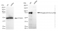 KD-Validated Anti-Phospho-STAT3 (Tyr705) Rabbit Monoclonal Antibody