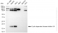 KD-Validated Anti-Cyclin Dependent Kinase Inhibitor 2A Rabbit Monoclonal Antibody