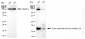 KD-Validated Anti-Cyclin Dependent Kinase Inhibitor 2A Rabbit Monoclonal Antibody