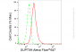 KD-Validated Anti-SUPT5H Rabbit Monoclonal Antibody