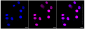KD-Validated Anti-SUPT5H Rabbit Monoclonal Antibody