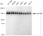KD-Validated Anti-SUPT5H Rabbit Monoclonal Antibody