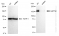 KD-Validated Anti-SUPT5H Rabbit Monoclonal Antibody