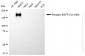 KD-Validated Anti-Phospho-EGFR (Tyr1068) Rabbit Monoclonal Antibody