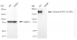 KD-Validated Anti-Phospho-EGFR (Tyr1068) Rabbit Monoclonal Antibody