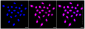 KD-Validated Anti-Tripartite motif containing 24 Rabbit Monoclonal Antibody