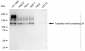 KD-Validated Anti-Tripartite motif containing 24 Rabbit Monoclonal Antibody