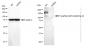 KD-Validated Anti-Tripartite motif containing 24 Rabbit Monoclonal Antibody