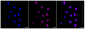 KD-Validated Anti-UFC1 Rabbit Monoclonal Antibody