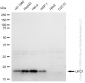 KD-Validated Anti-UFC1 Rabbit Monoclonal Antibody