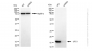 KD-Validated Anti-UFC1 Rabbit Monoclonal Antibody