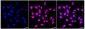 KD-Validated Anti-Ubiquitin specific peptidase 13 Rabbit Monoclonal Antibody