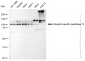 KD-Validated Anti-Ubiquitin specific peptidase 13 Rabbit Monoclonal Antibody