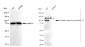 KD-Validated Anti-Ubiquitin specific peptidase 13 Rabbit Monoclonal Antibody