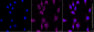KD-Validated Anti-ROCK1 Rabbit Monoclonal Antibody