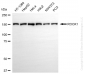 KD-Validated Anti-ROCK1 Rabbit Monoclonal Antibody