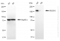 KD-Validated Anti-ROCK1 Rabbit Monoclonal Antibody