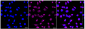 KD-Validated Anti-VPS35 Rabbit Monoclonal Antibody
