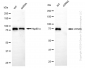KD-Validated Anti-VPS35 Rabbit Monoclonal Antibody
