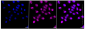 KD-Validated Anti-CD147 Rabbit Monoclonal Antibody