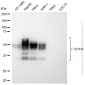 KD-Validated Anti-CD147 Rabbit Monoclonal Antibody